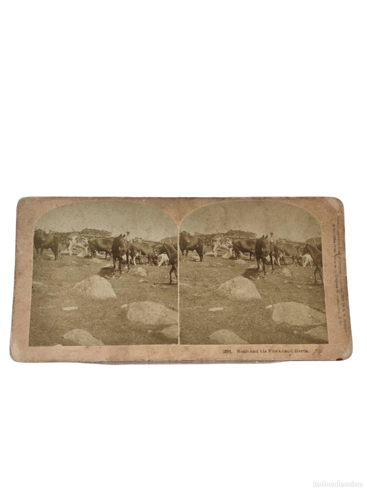 Fotografia antica: Foto Estereosc&oacute;pica Antigua. Noah and his Flocks and Herds Ganado Costumbrismo. Kilburn Brothers. c.