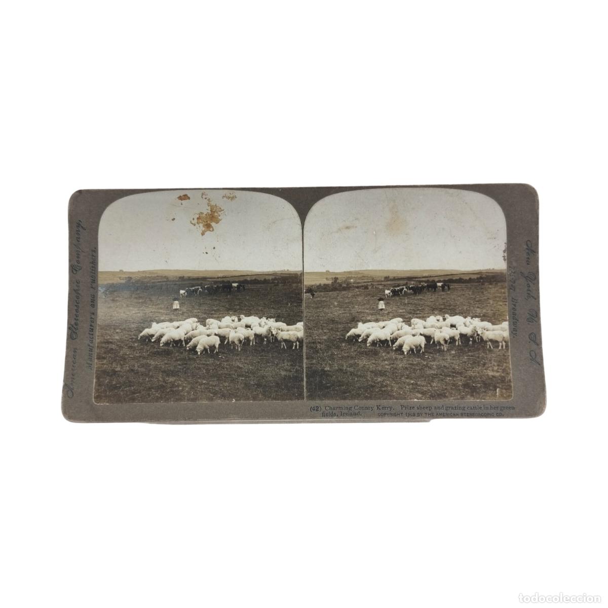 Fotograf&iacute;a antigua: Foto Estereosc&oacute;pica Antigua. Charming County Kerry Prize Sheep and Grazing Cattle Condado de Kerry I