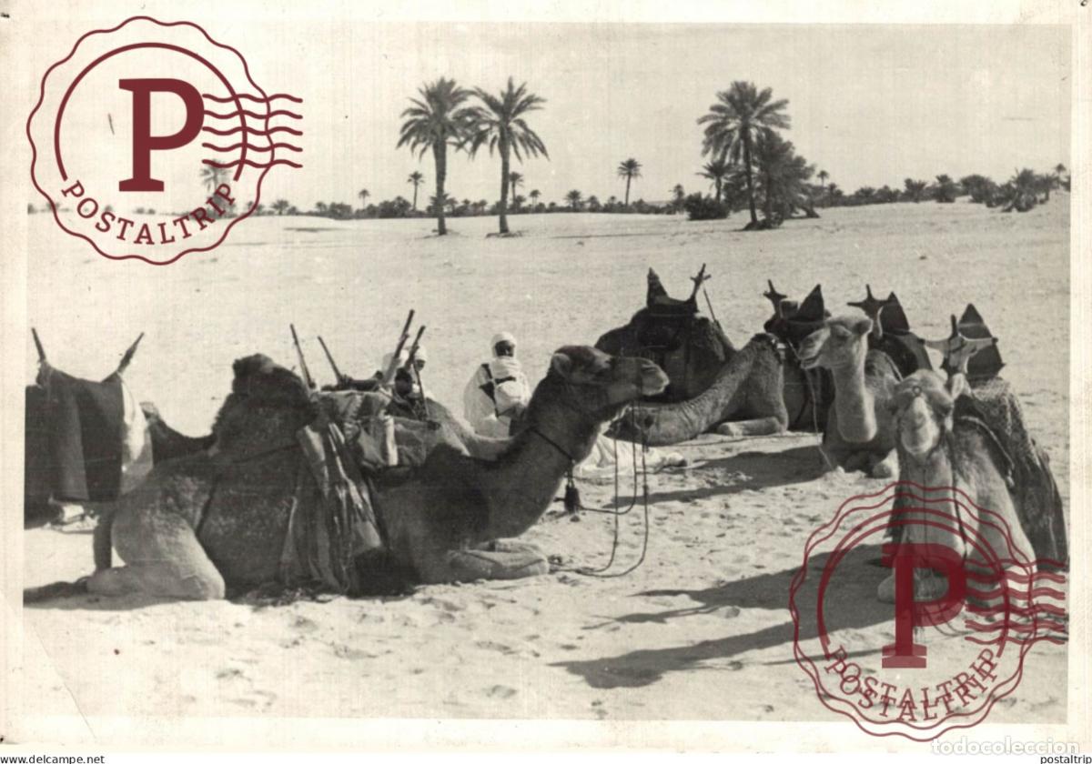 Fotograf&iacute;a antigua: OUARGLA MEHARISTES AU REPOS ALGERIEN ALGERIE ALGER ARGELIE 17*12CM PHOTOGRAPHS