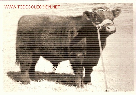 Fotograf&iacute;a antigua: Curiosa fotograf&iacute;a original americana de una res en papel Kodak. 1964.