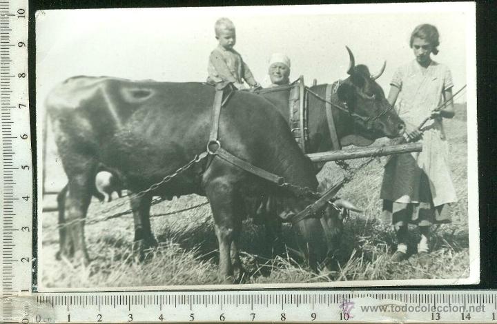 Fotograf&iacute;a antigua: FOTOGRAFIA DE ESCENA AGRICOLA CON ANIMALES DE CARGA