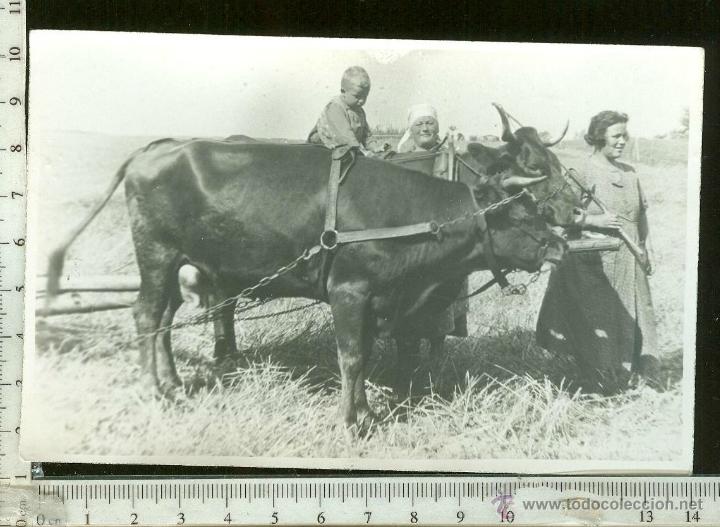 Fotograf&iacute;a antigua: FOTOGRAFIA DE ESCENA AGRICOLA CON ANIMALES DE CARGA