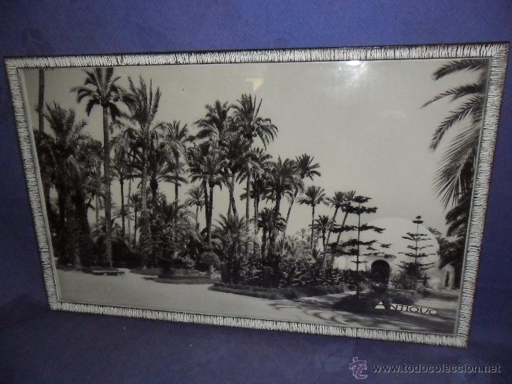 Fotografia antica: FOTO ORIGINAL A&Ntilde;OS 50-60, PALMERAL DE ELCHE, MED. CON MARCO 30X48 CM., BUEN ESTADO