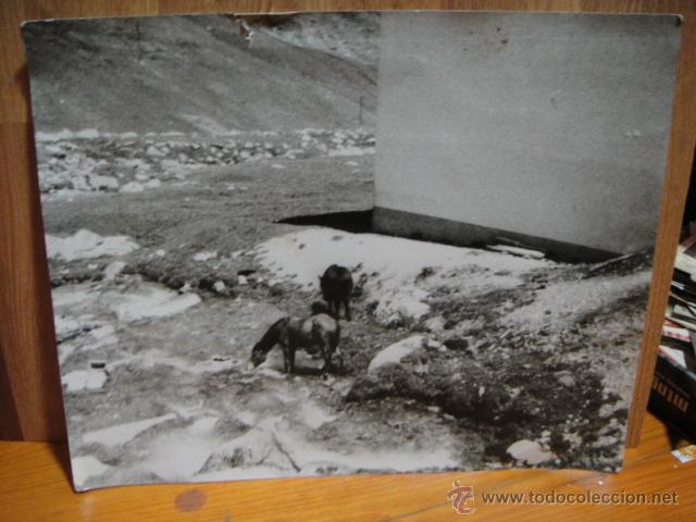 Alte Fotografie: fotografia de concurso - titulo de la obra , caballada - 24 x 30 cnt&ordm;