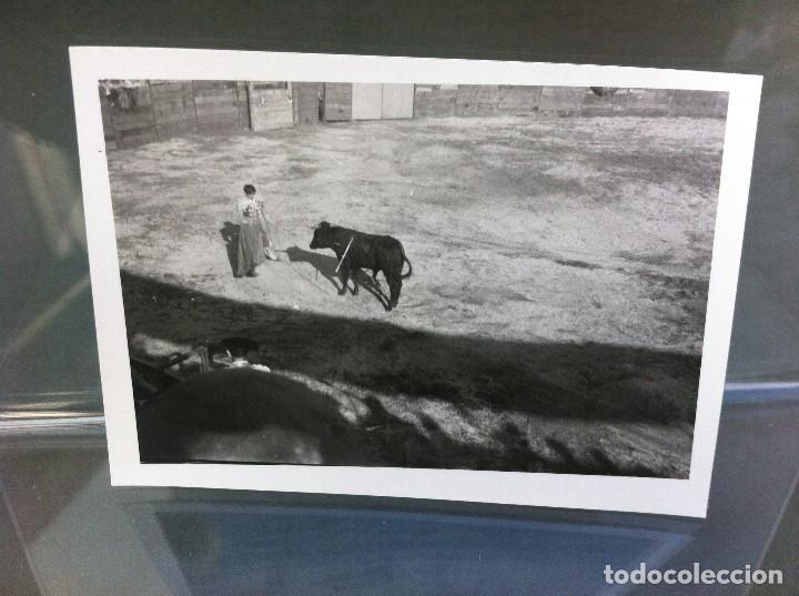 Fotografia antica: FOTOGRAF&Iacute;A DE 1969 (TOROS EN ARZ&Uacute;A) GALICIA. MEDIDAS: 7,5 x 10,5cm