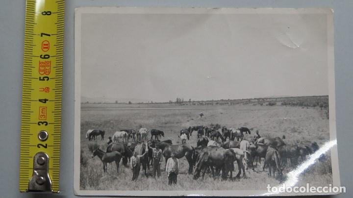 Alte Fotografie: FOTOGRAFIA GANADEROS CON CABALLOS