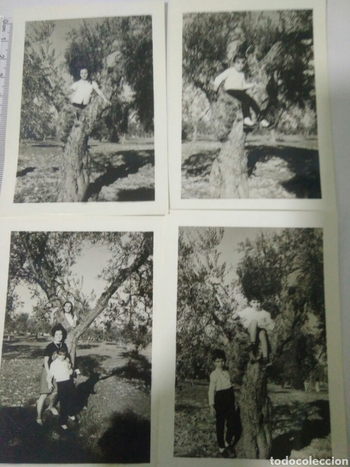 Photographie ancienne: 4 FOTOGRAFIAS ANTIGUAS DE NI&Ntilde;OS Y SU MADRE EN EL OLIVAR MONTADO EN OLIVO
