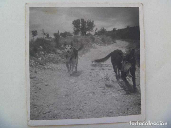 Fotograf&iacute;a antigua: FOTO DE DOS PERROS, PASTOR ALEMAN , ETC