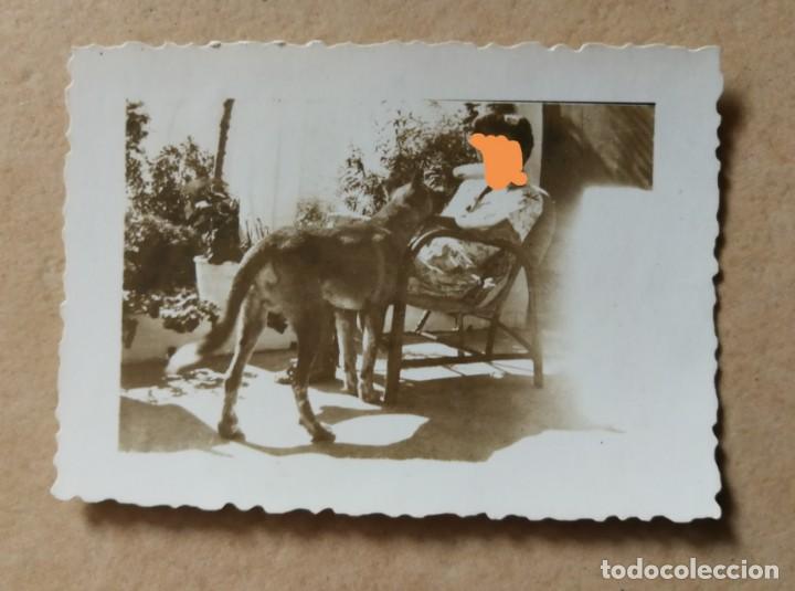 Fotografia antica: Antigua fotograf&iacute;a. Se&ntilde;orita junto a su perro. Foto a&ntilde;os 40.