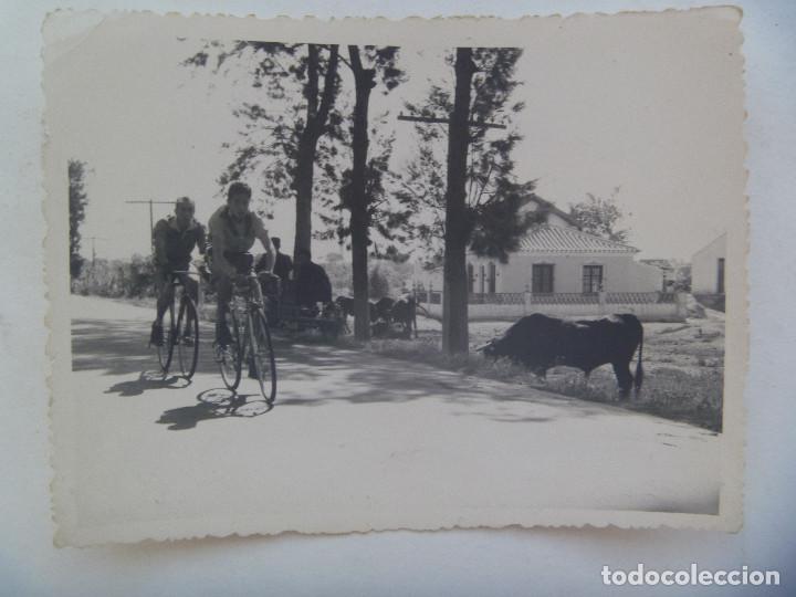 Fotograf&iacute;a antigua: CICLISMO : FOTO DE UN GRUPO DE CICLISTAS MARCHANDO , AL LADO UN TORO , ETC. DE SERRALVO, MALAGA