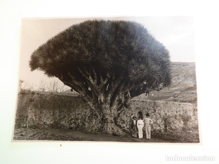 Fotografia antica: Fotograf&iacute;a Principios de siglo XX. Imponente Drago de San Cristobal de la Laguna. 16 x 11 cm.