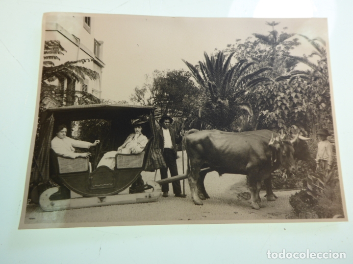 Fotografia antica: Fotograf&iacute;a Principios de siglo XX. Se&ntilde;oras en carro tipo trineo con bueyes. Madeira. Portugal.