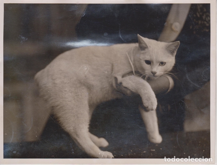 Crystal Palace Cat Show White Manx Cat Isle Of Acheter Photographie Ancienne Photomecanique Dans Todocoleccion