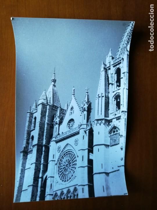 Fotografia antiga: Fotograf&iacute;a antigua de leon. Foto a&ntilde;os 60