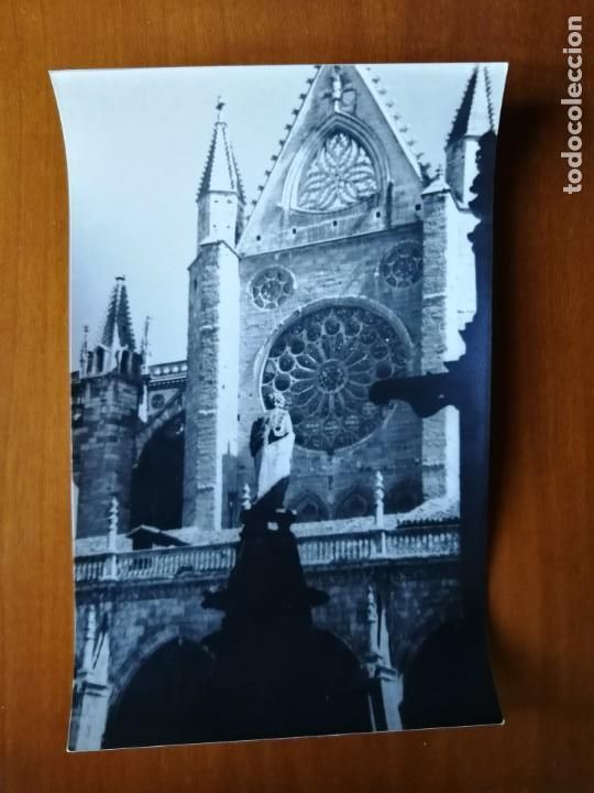 Photographie ancienne: Fotograf&iacute;a antigua de leon. Foto a&ntilde;os 60
