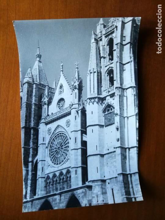 Fotografia antiga: Fotograf&iacute;a antigua de leon. Foto a&ntilde;os 60