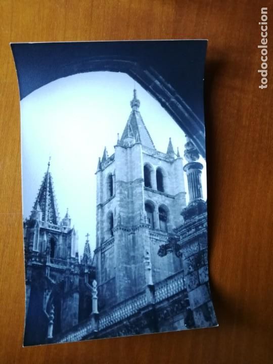 Photographie ancienne: Fotograf&iacute;a antigua de leon. Foto a&ntilde;os 60