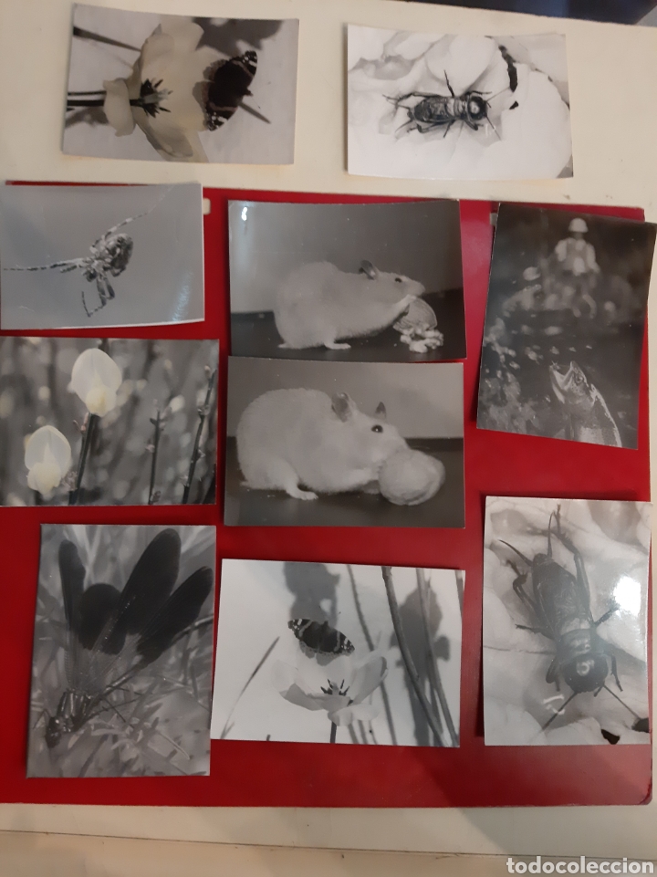 Photographie ancienne: Fotos vintage originales de animales .insectos.peces.mariposas