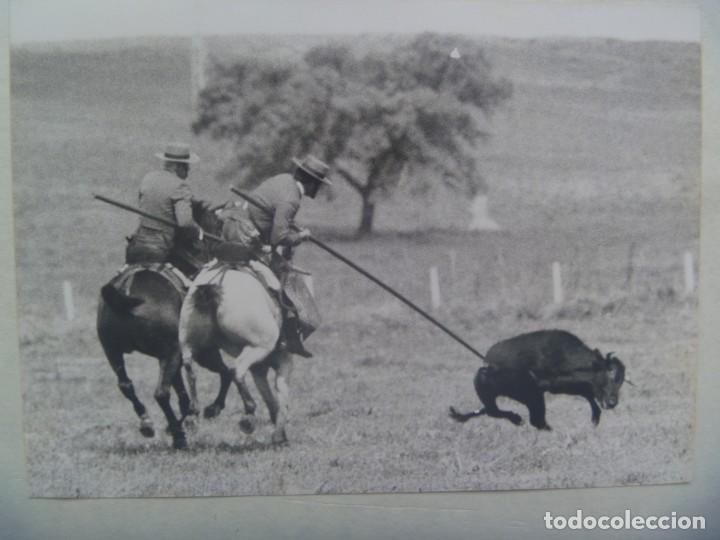 Fotografia antica: FOTO DE TAUROMAQUIA : GARROCHISTAS A CABALLO PICANDO UN TORO EN EL CAMPO .... 12,5 x 17,5 cm