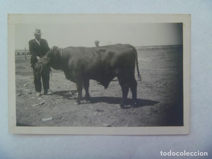 Antique Photography: FOTO DE UN TORO . DE CASA PEREZ, BADAJOZ