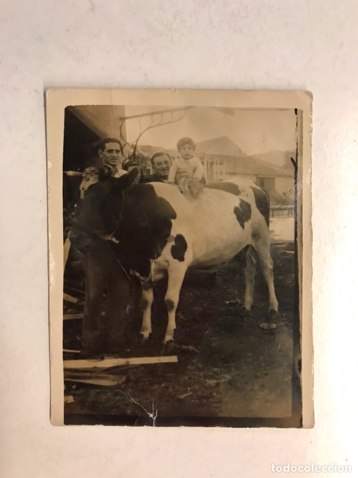 Antique Photography: CORDOBA. Fotograf&iacute;a, En el campo con la Vaca. ... (h.1945?)
