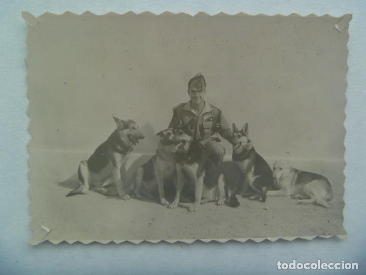 Fotografia antica: LA LEGION : FOTO DE LEGIONARIO CON PERROS PASTOR ALEMAN