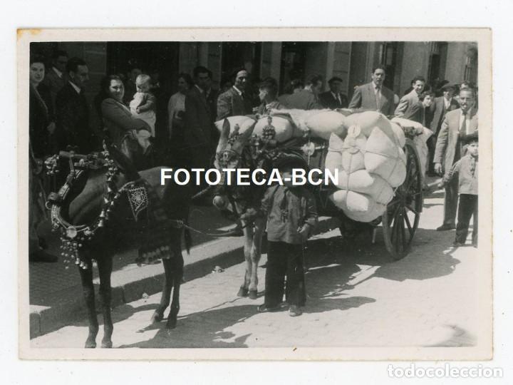 Fotograf&iacute;a antigua: LOTE 7 FOTOS ORIGINALES CATALUNYA FESTA POPULAR TRAGINERS MULAS CABALLOS A&Ntilde;O 1951