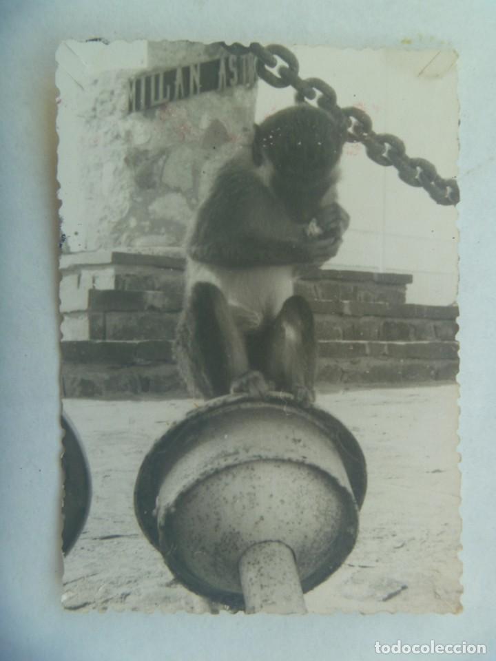 Fotograf&iacute;a antigua: LA LEGION : FOTO DE MONO JUNTO A MONOLITO. CUARTEL DE EL AAIUN, SAHARA