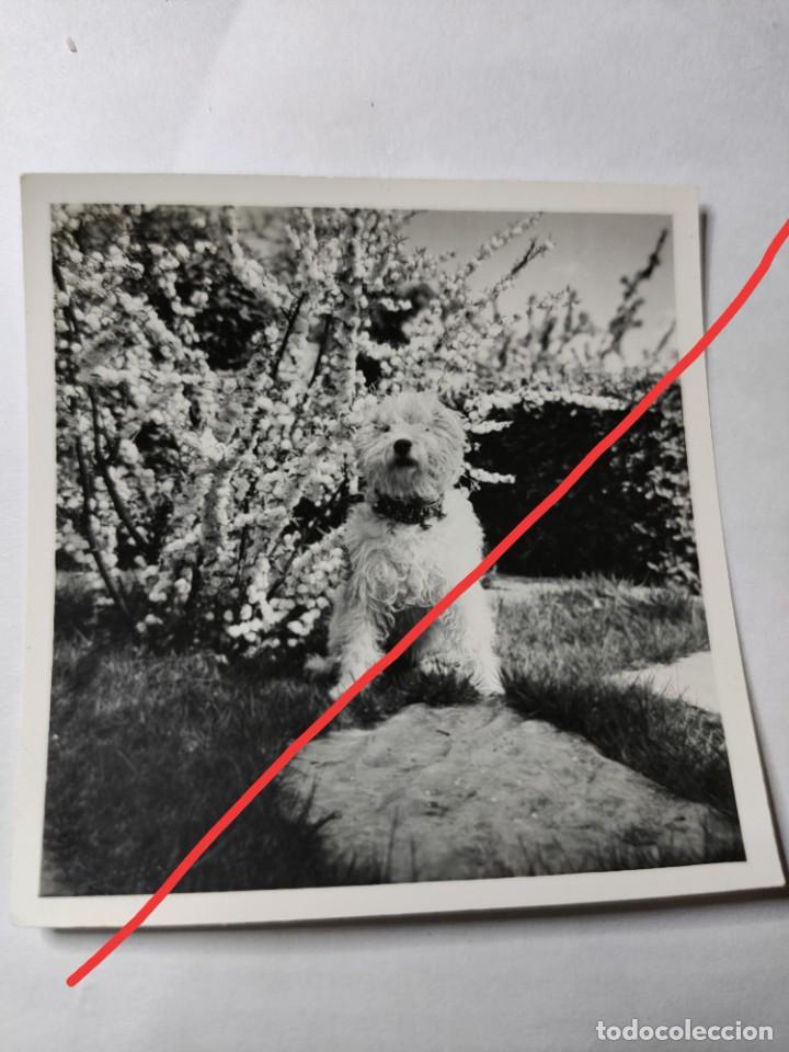 Fotografia antiga: Antigua fotograf&iacute;a. Perro. Foto a&ntilde;os 50.