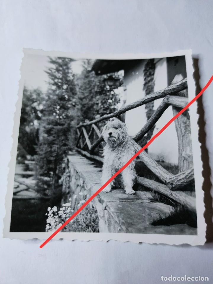 Fotografia antica: Antigua fotograf&iacute;a. Perro. Foto a&ntilde;os 50.