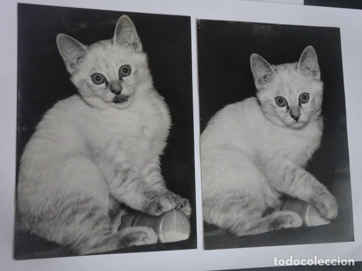 Fotografia antica: LOTE DE 2 FOTOS TAMA&Ntilde;O GRANDE GATOS