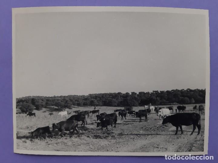 Alte Fotografie: ANTIGUA FOTOGRAFIA GANADERIA TOROS BRAVOS ANDALUCIA 1969