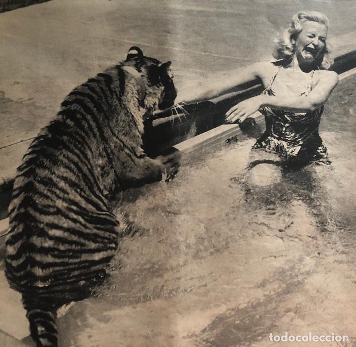 Fotograf&iacute;a antigua: Fotograf&iacute;a de revista original a&ntilde;o 1955. Mujer aterrorizada y tigre en piscina. 25 x 25 cm.
