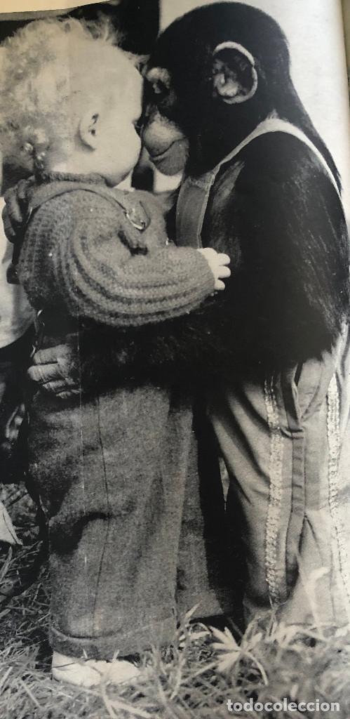 Fotograf&iacute;a antigua: Fotograf&iacute;a de revista original a&ntilde;o 1955. Ni&ntilde;o y chimpanc&eacute;. 17 x 31 cm.