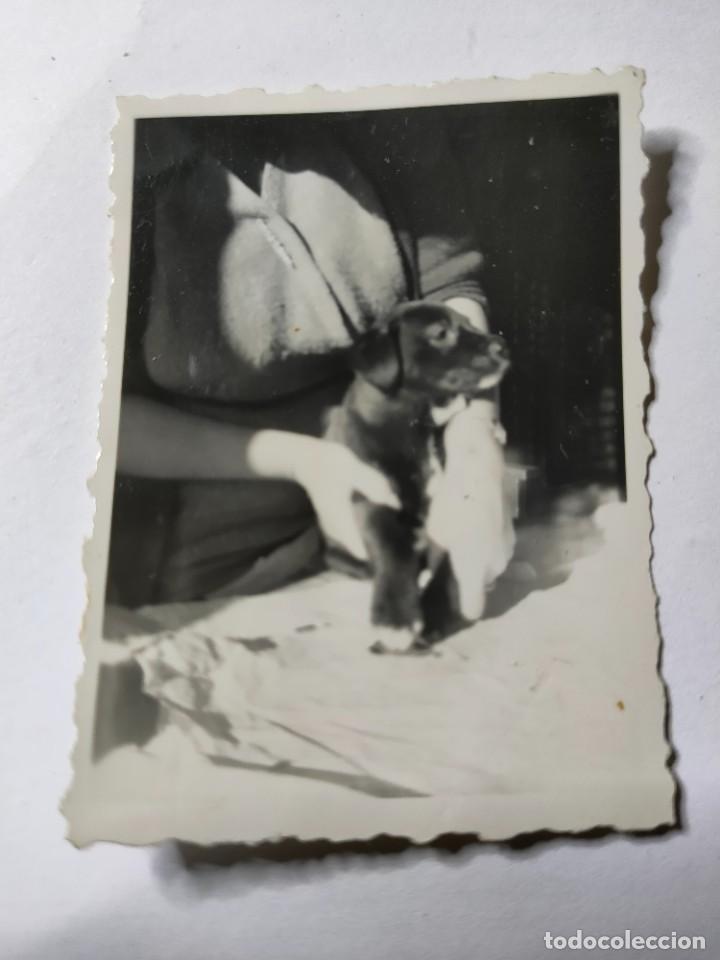 Photographie ancienne: Antigua fotograf&iacute;a. perro. foto a&ntilde;os 40/50.