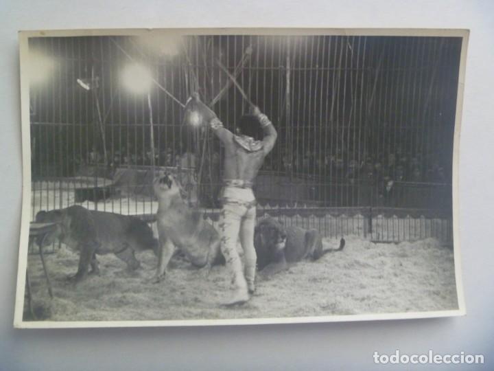 el circo: foto del domador de leones angel cris - Buy Photomechanic  photographs on todocoleccion
