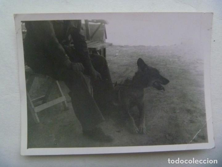Fotografia antiga: FOTO DE SE&Ntilde;OR CON PERRO ( MAYORMENTE DEL PERRO )