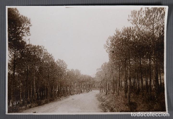 Fotografia antiga: Fotograf&iacute;a camino con &aacute;rboles a&ntilde;os 30-40