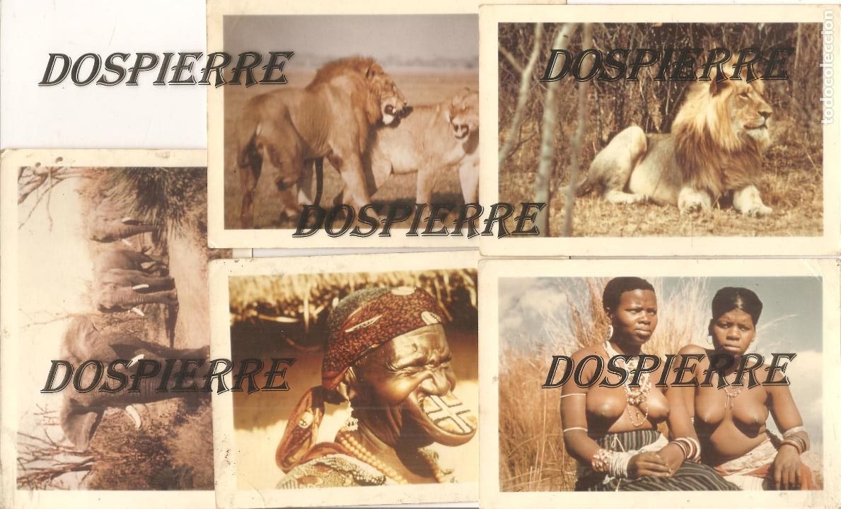 Fotografia antiga: LOTE DE 5 FOTOS, AFRICA, ANIMALES SALVAJES Y NATIVOS, ORIGINAL, 9X13