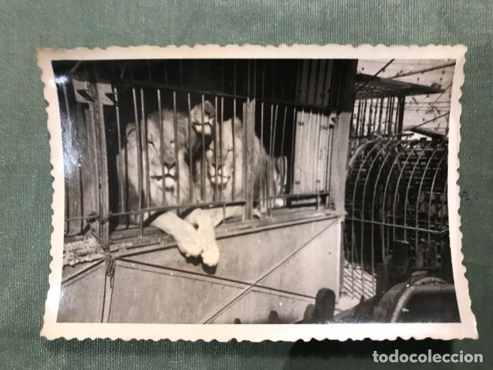 leones del circo - foto original - laboratorio - Compra venta en  todocoleccion