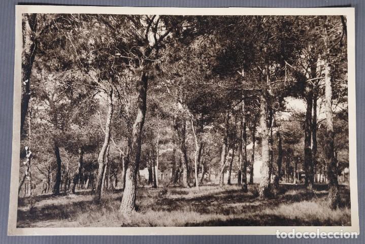 Fotografia antiga: Fotograf&iacute;a Paisaje campo con &aacute;rboles a&ntilde;os 20-30