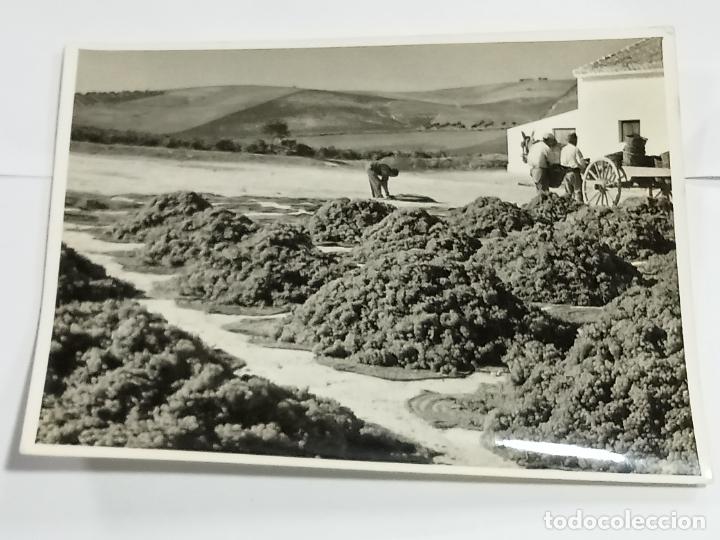 Photographie ancienne: ANTIGUA FOTOGRAF&Iacute;A. VISTA PARCIAL DE VI&Ntilde;EDO EN LA VENDIMIA. 21 X 16CM