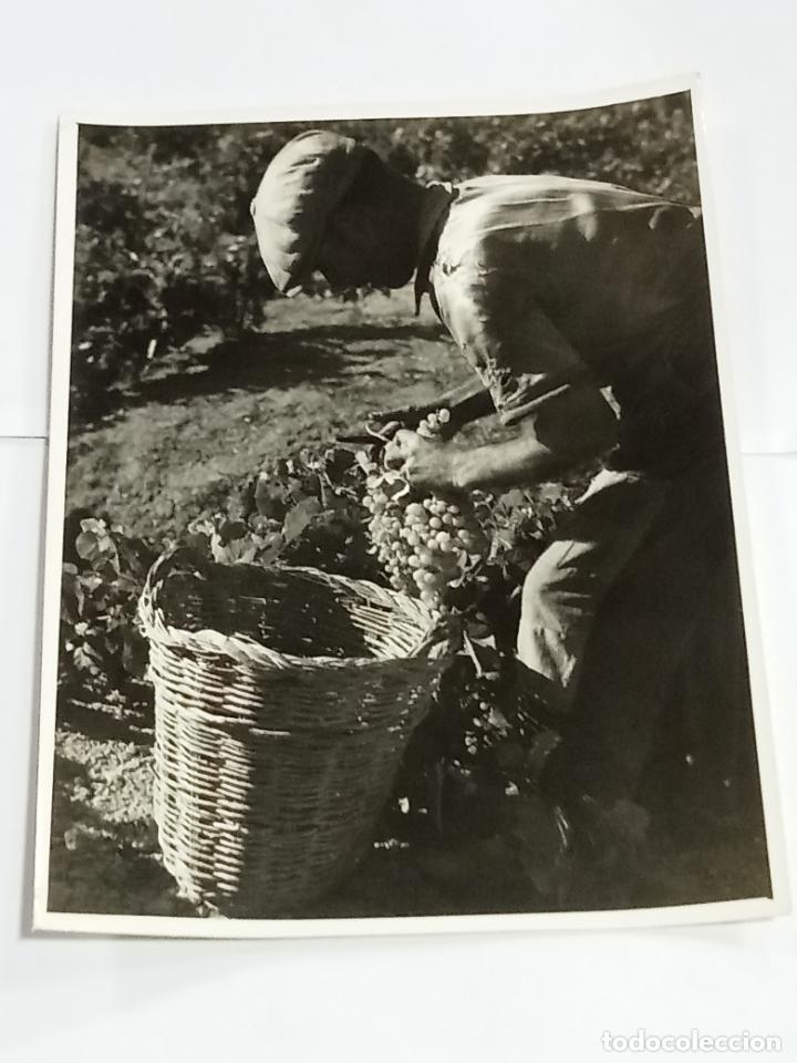 Photographie ancienne: ANTIGUA FOTOGRAF&Iacute;A. VISTA DE OPERARIO RECOGIENDO UVA EN LA VENDIMIA. 21 X 16CM