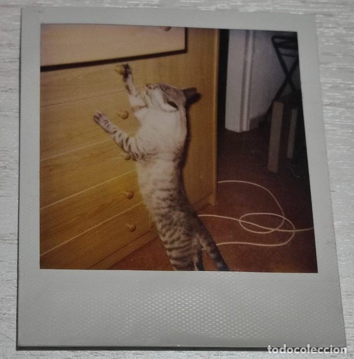 Fotograf&iacute;a antigua: FOTOGRAF&Iacute;A POLAROID - Gato -