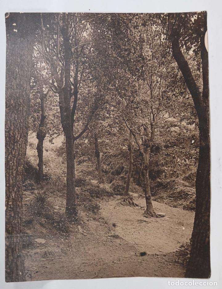 Alte Fotografie: Fotograf&iacute;a Paisaje &aacute;rboles a&ntilde;os 20-30
