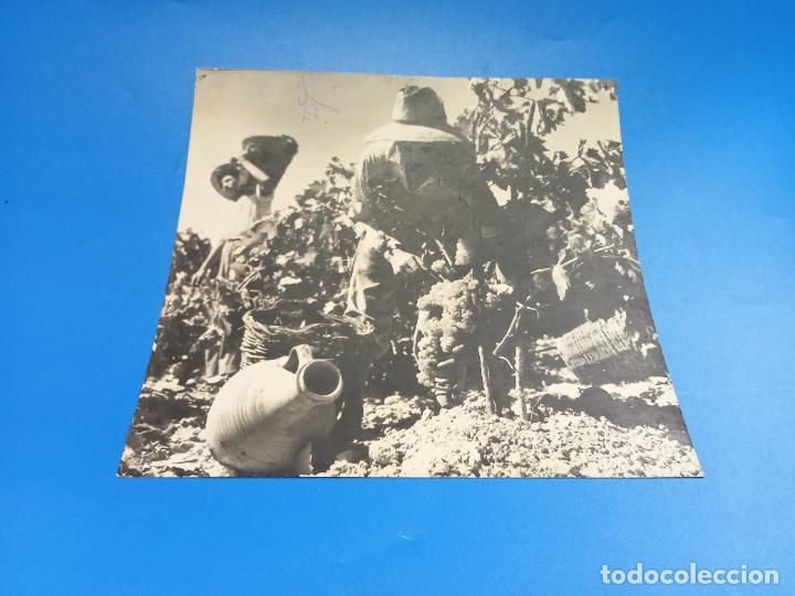 Fotografia antica: ANTIGUA FOTOGRAF&Iacute;A. VISTA DE OPERARIOS RECOGIENDO UVA EN LA VENDIMIA. 23 X 22CM