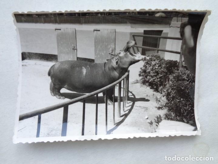 Alte Fotografie: FOTO DE UN ZOO : HIPOPOTAMO .