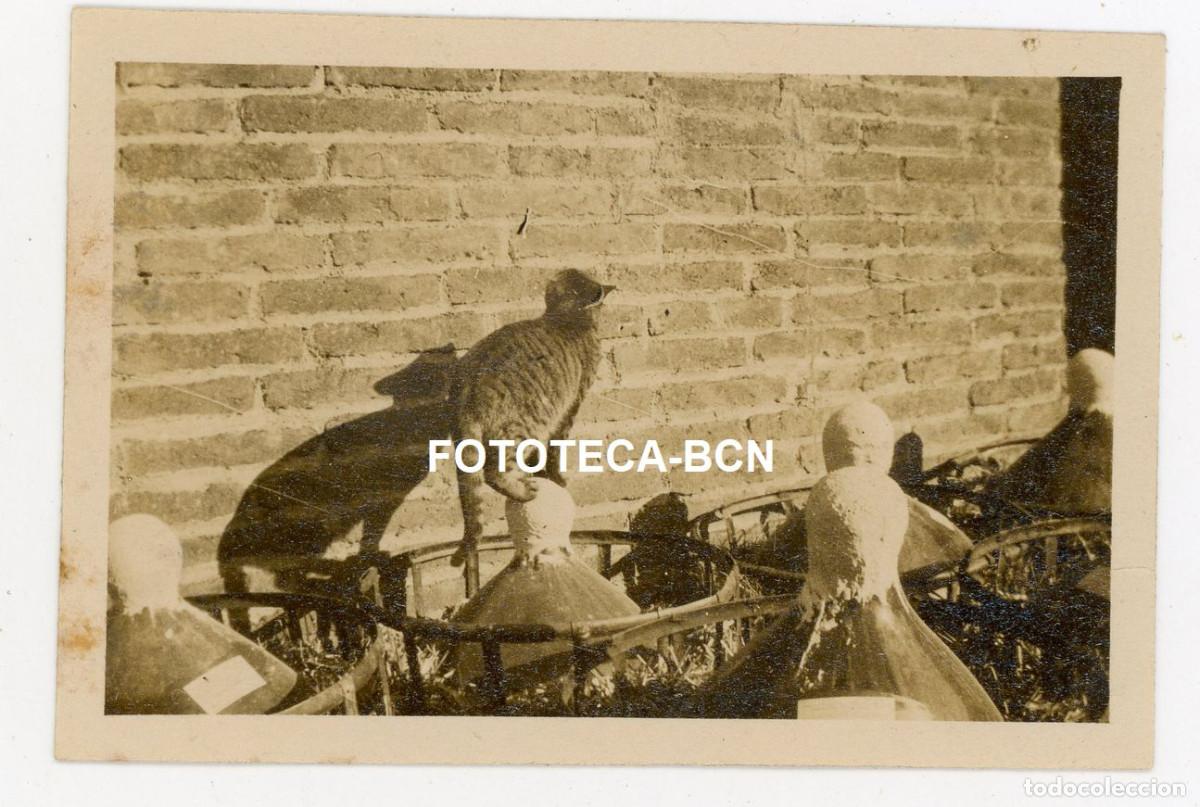 Fotografia antiga: FOTO ORIGINAL GATO POSIBLEMENTE TERRASSA O INMEDIACIONES A&Ntilde;OS 20