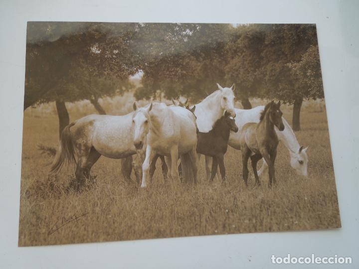 Fotograf&iacute;a antigua: C. NU&Ntilde;EZ - FOTOGRAF&Iacute;A - YEGUAS Y POTROS - MIDE 28X20 CM.