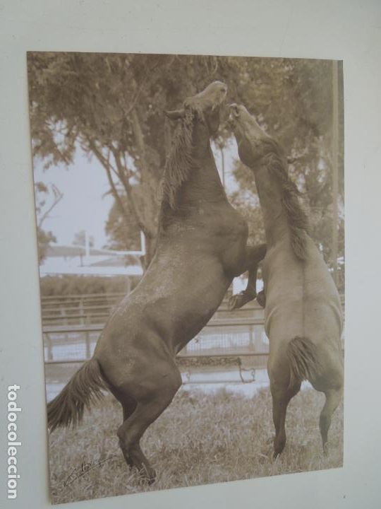 Fotograf&iacute;a antigua: C. NU&Ntilde;EZ - FOTOGRAF&Iacute;A TAURINA - CABALLOS - MIDE 28X20 CM.